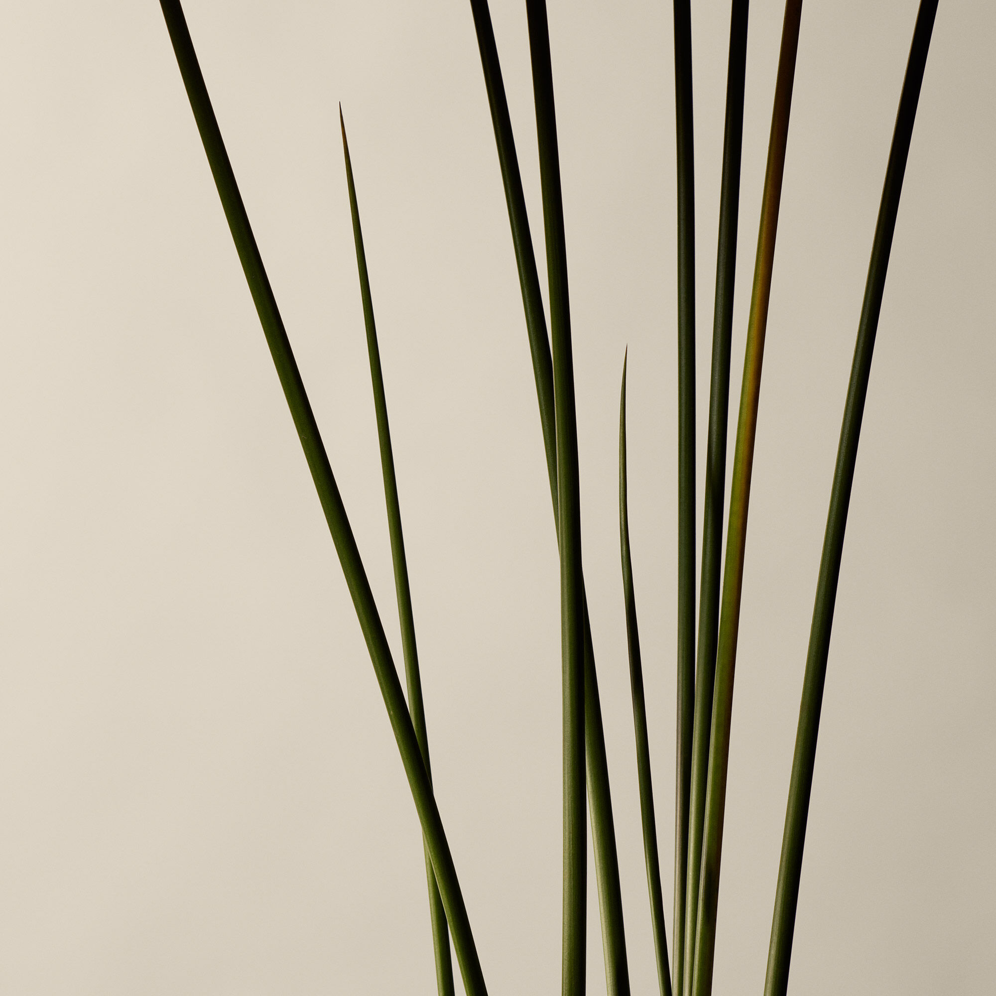 Kagerou Aromatique Incense | Incense Sticks