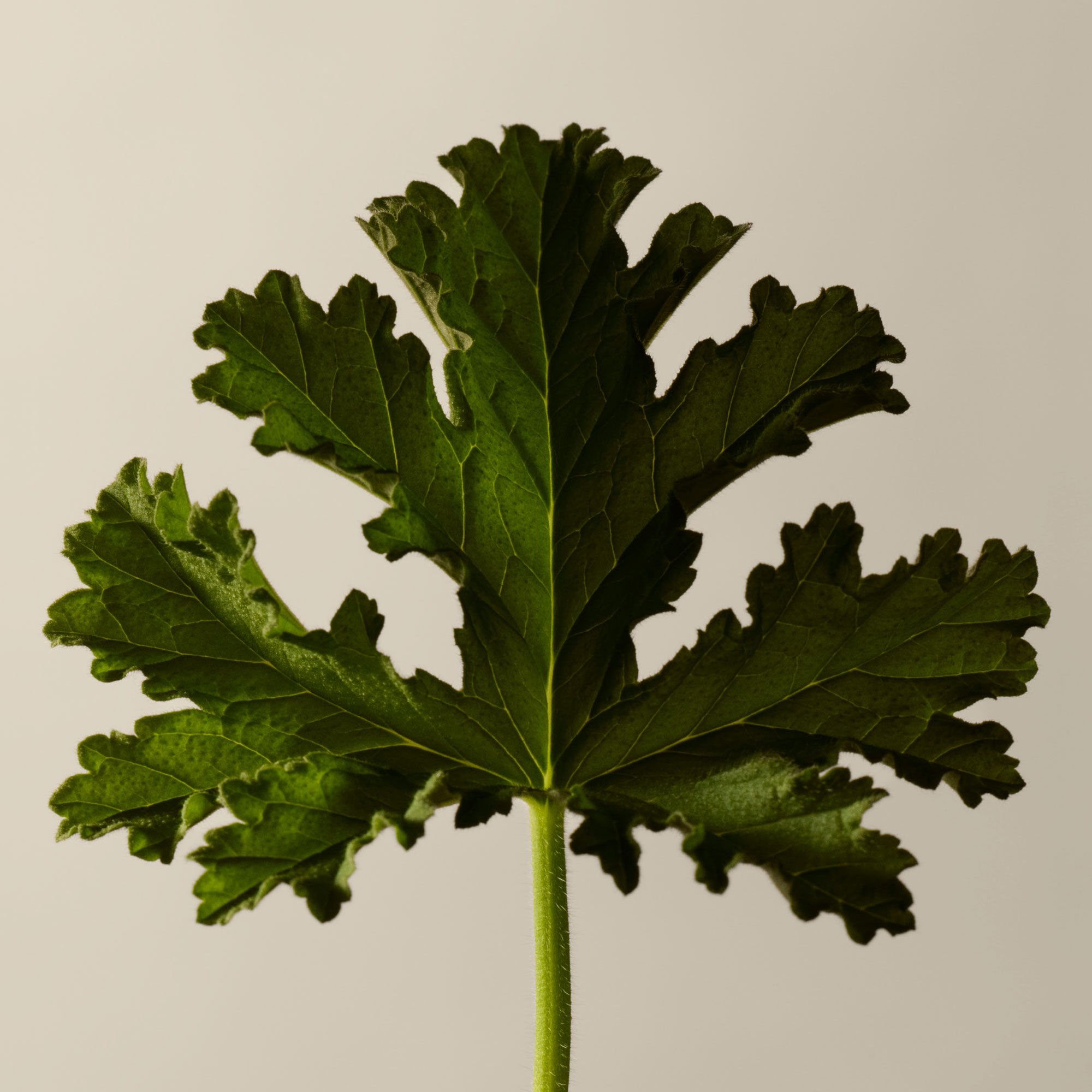 Gommage a la Feuille de Geranium pour le Corps