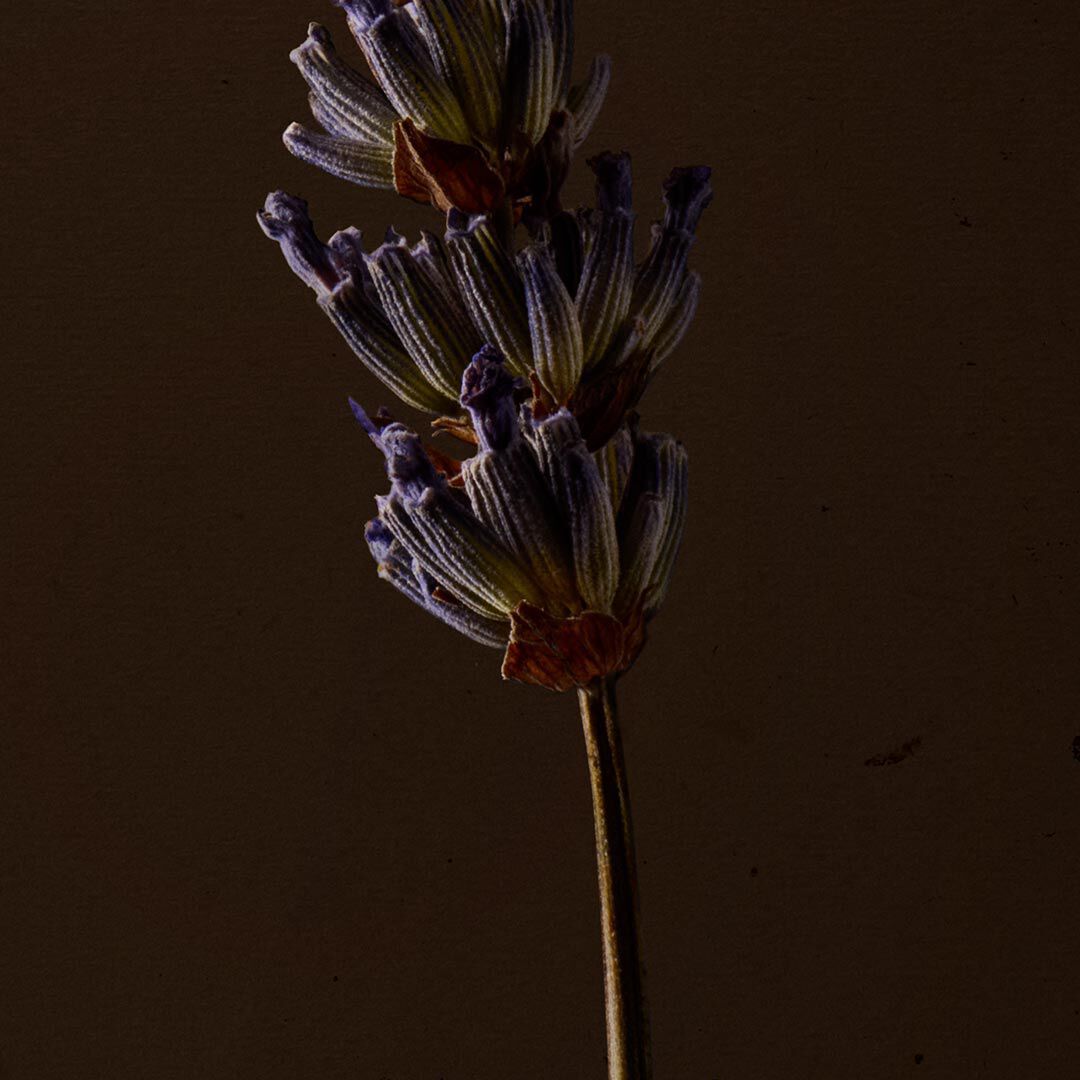 Close-up of a purple flower spike on a slender stem against a dark background.