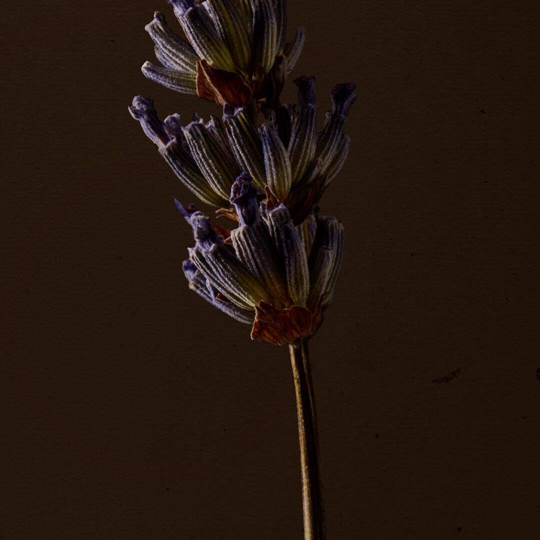 Close-up of a purple flower spike on a slender stem against a dark background.