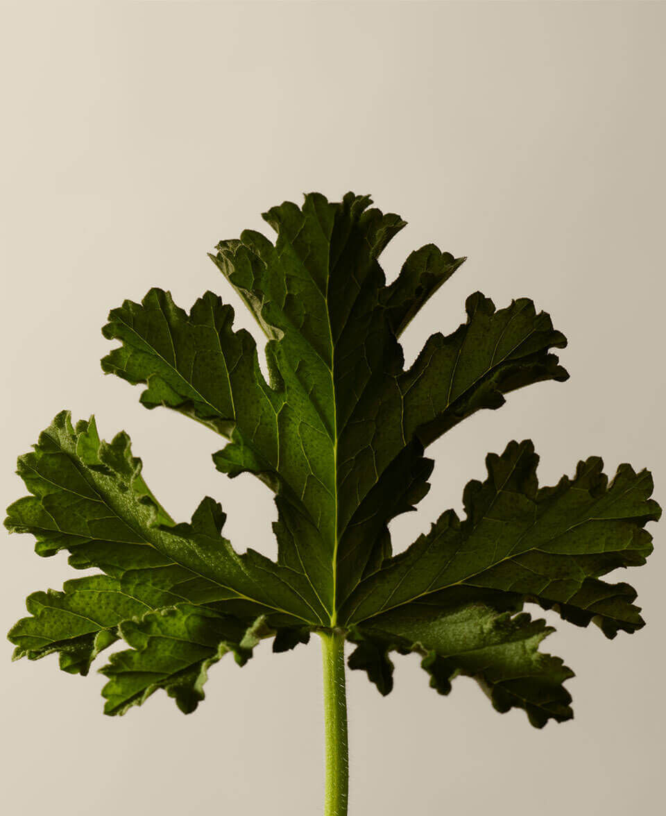 Green, Citrus, Fresh Image