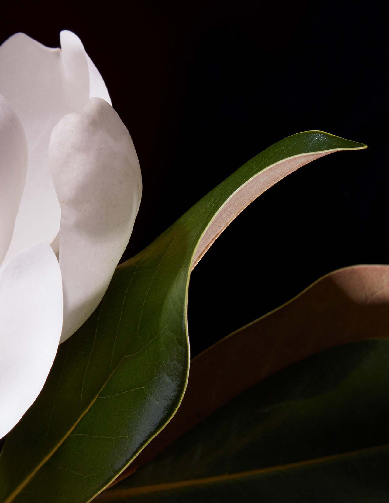 Petale de fleur blanche et feuilles vertes lustrees sur un fond noir profond, aux contours incurves et sous un eclairage directionnel doux.