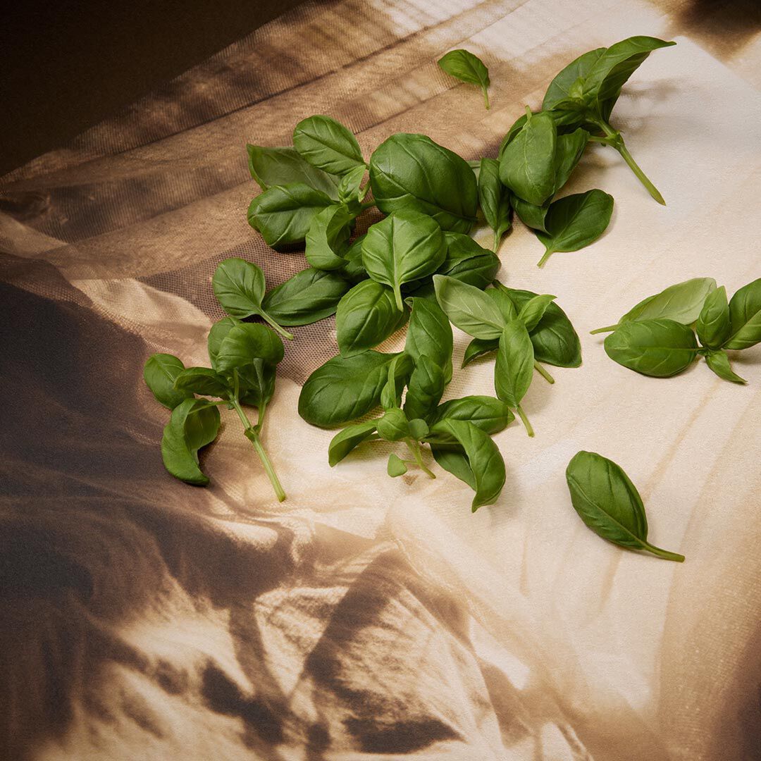 Des feuilles de basilic vert fraiches eparpillees sur du papier brun et creme plie, eclairees par une lumiere directionnelle qui dessine des ombres nettes et revele la texture des feuilles.