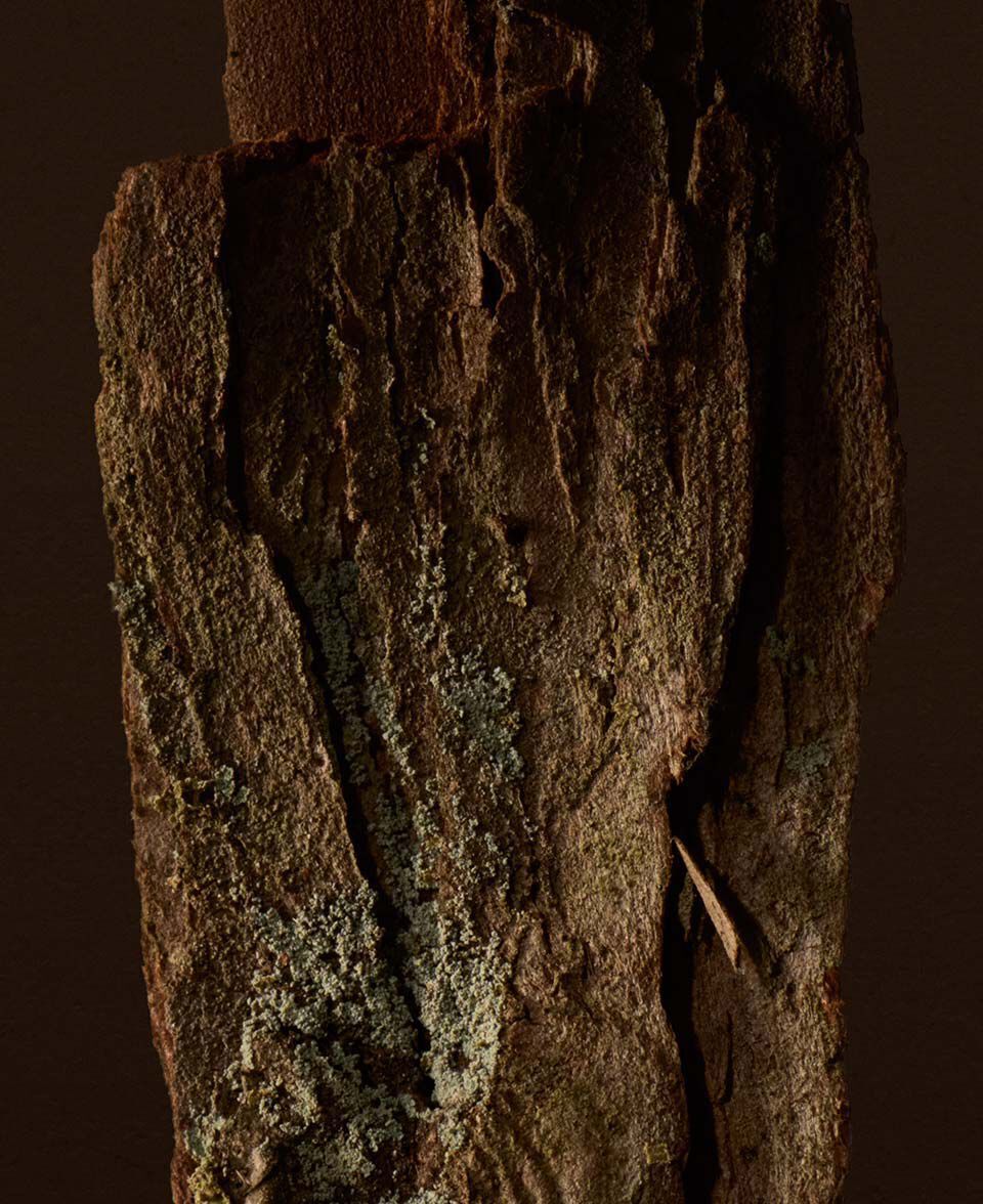 Gros plan d’une ecorce d’arbre texturee, dans des tons bruns chauds et terreux.