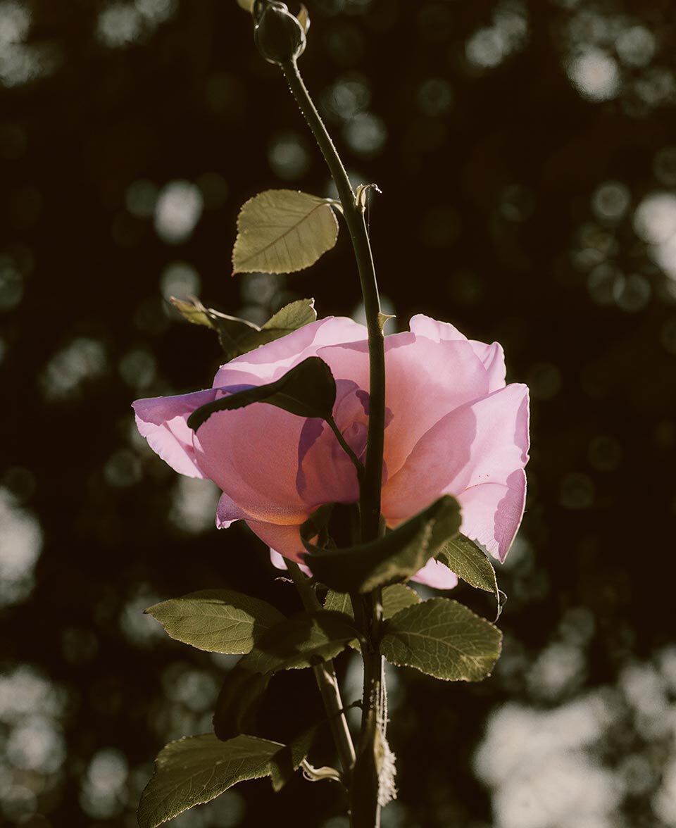 Rose rose solitaire sur une tige elancee, devant un fond sombre et delicatement flou.