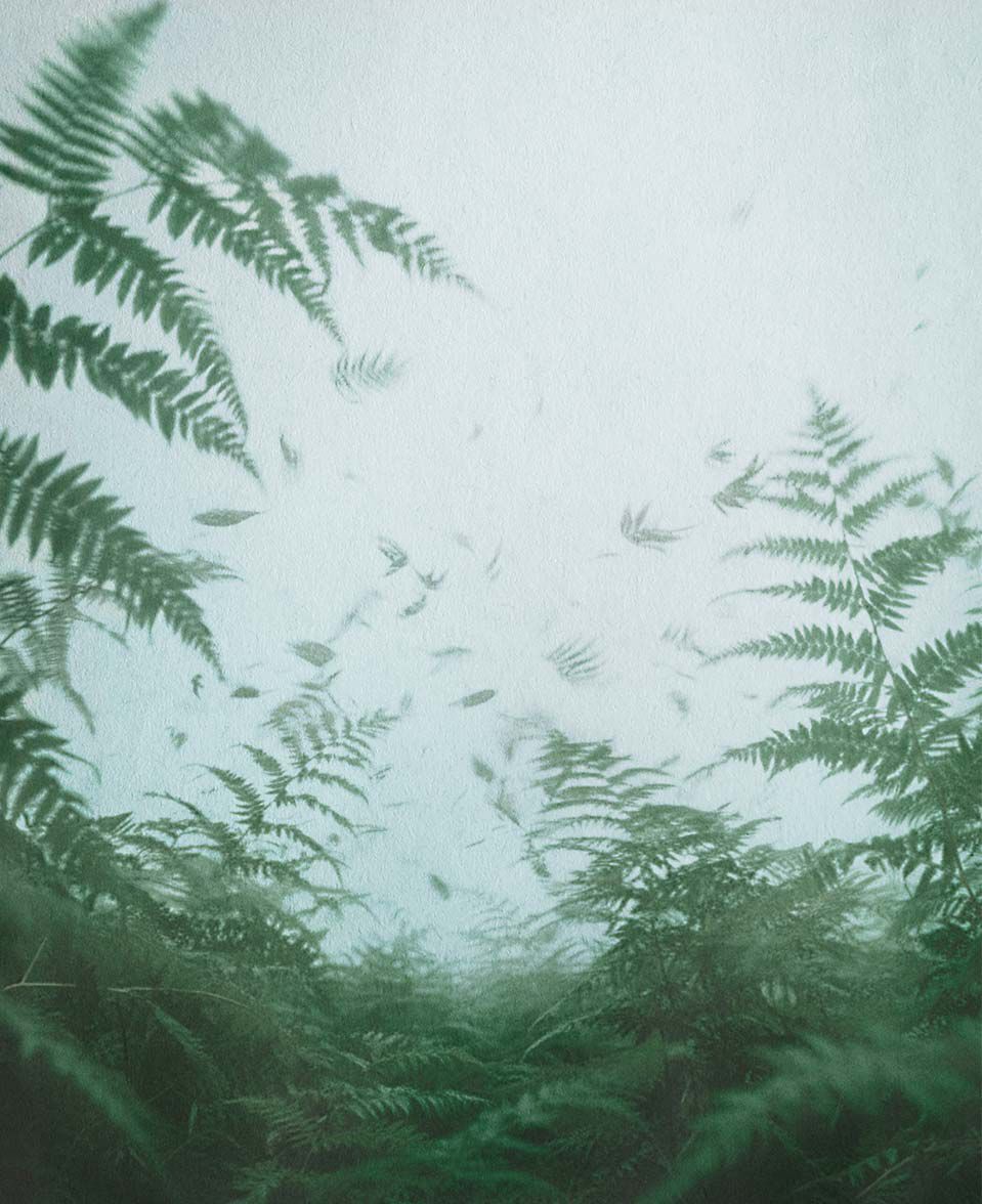 Frondes de fougere vues a travers une brume legere, composant une scene a l’atmosphere douce.