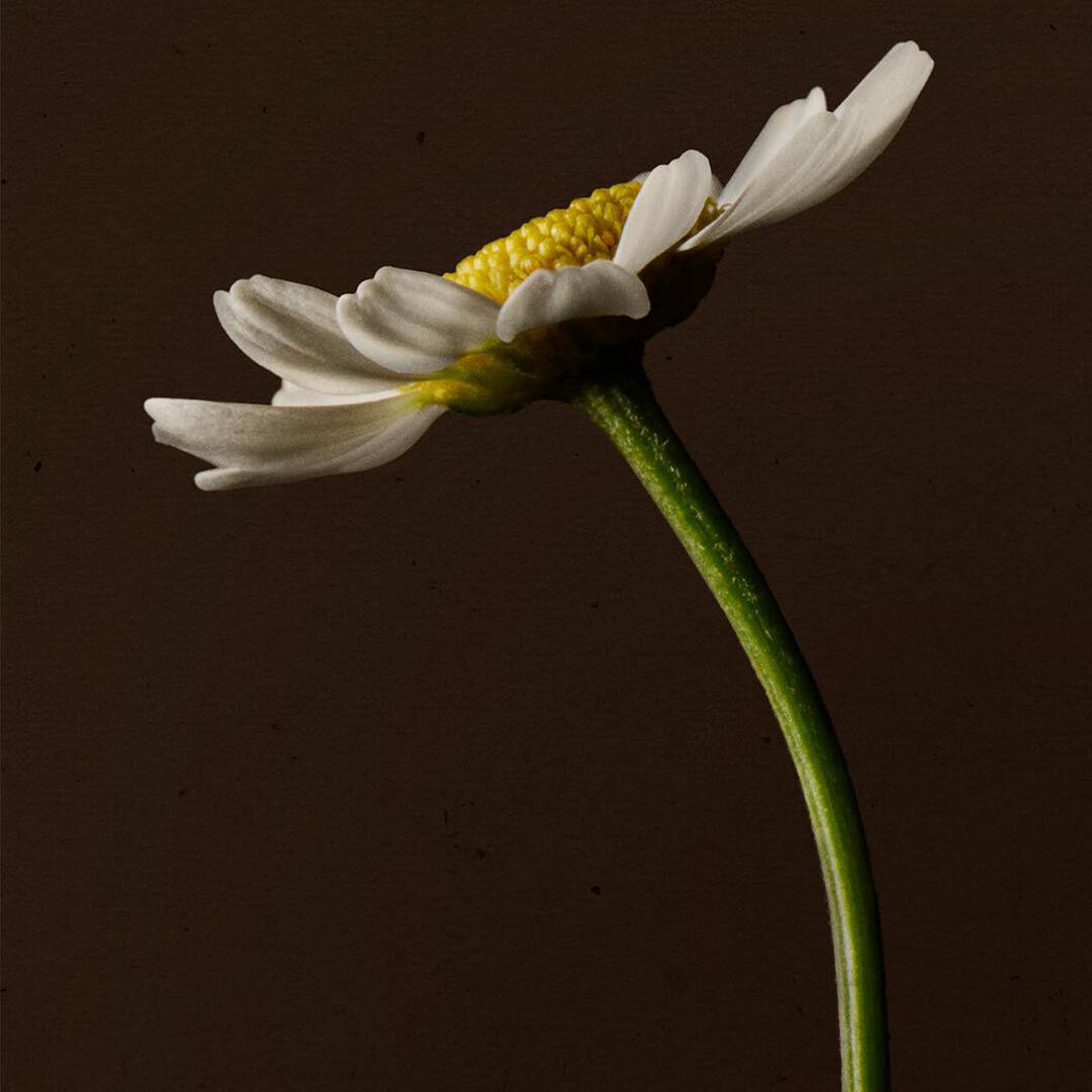 Close-up of a white daisy on a curved green stem against a dark background.