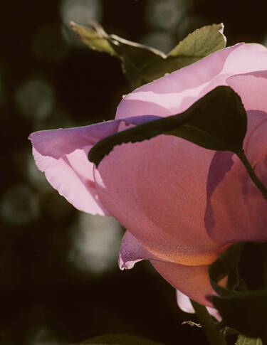 Gros plan de petales de rose rose, aux silhouettes de feuilles incurvees, aux reflets delicats, sur fond sombre soulignant la texture florale stratifiee.