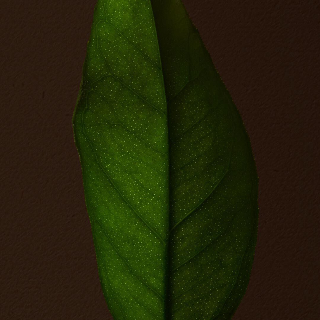 Close-up of a green leaf with visible veins against a dark background.