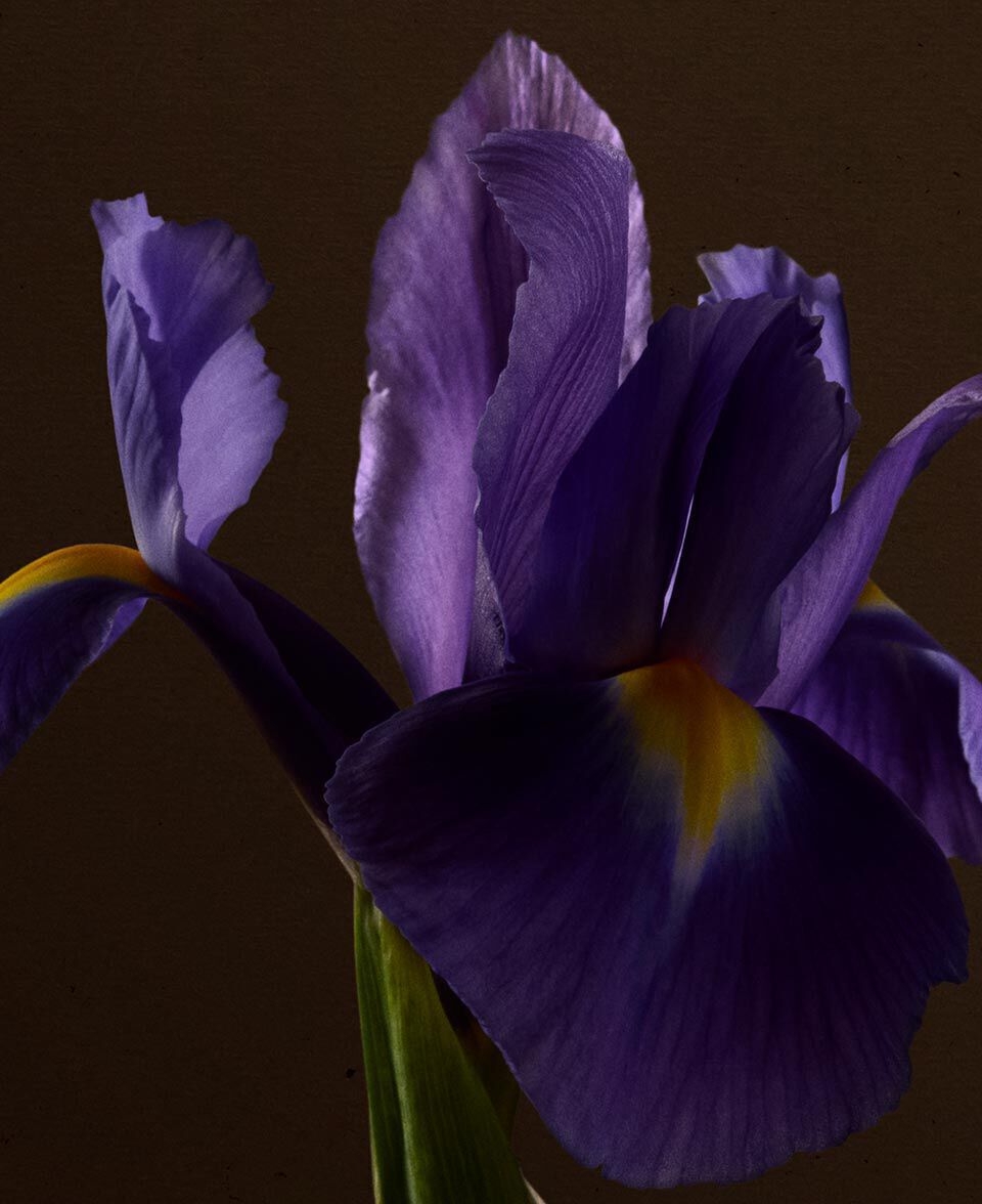 Gros plan d’une fleur d’iris violet sur un fond brun profond.