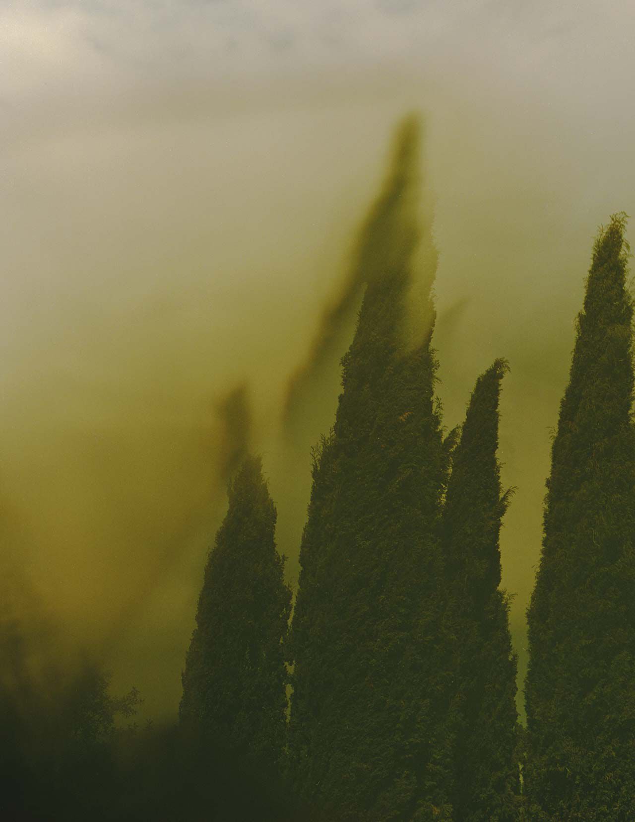 De hautes formes vert fonce, semblables a des cypres, s’elevent a travers une brume jaune-vert, aux contours flous et doux, tandis qu’un voile atmospherique enveloppe la scene.