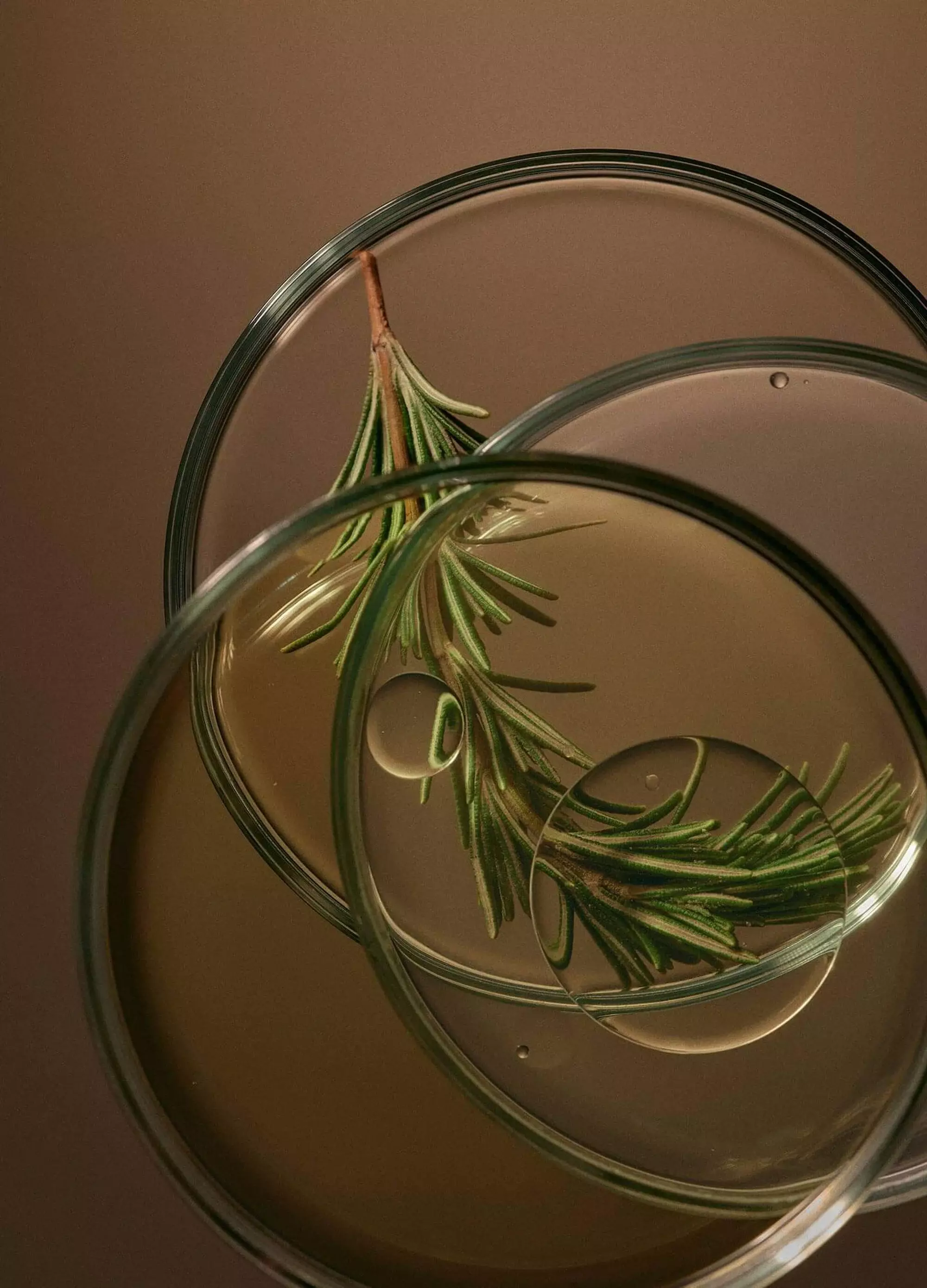 Huiles essentielles reconnues pour apaiser et revitaliser